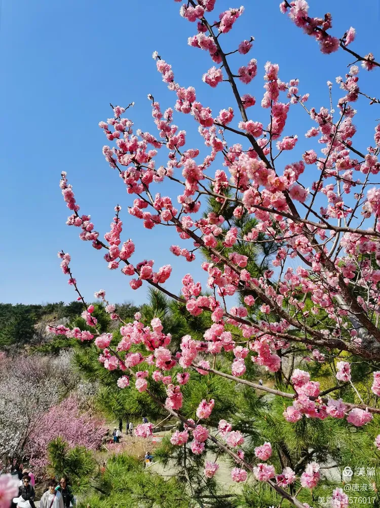 青岛十梅庵赏梅花